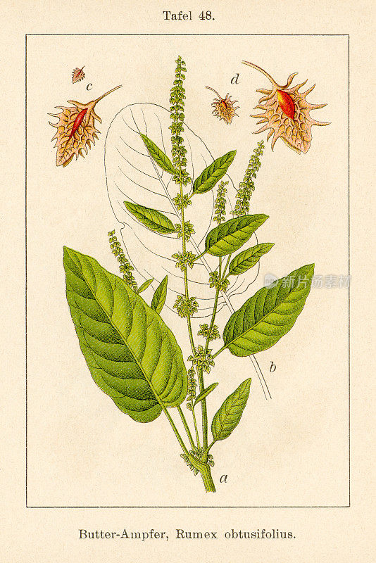 古董花卉插图:阔叶坞(Rumex obtusifolius)